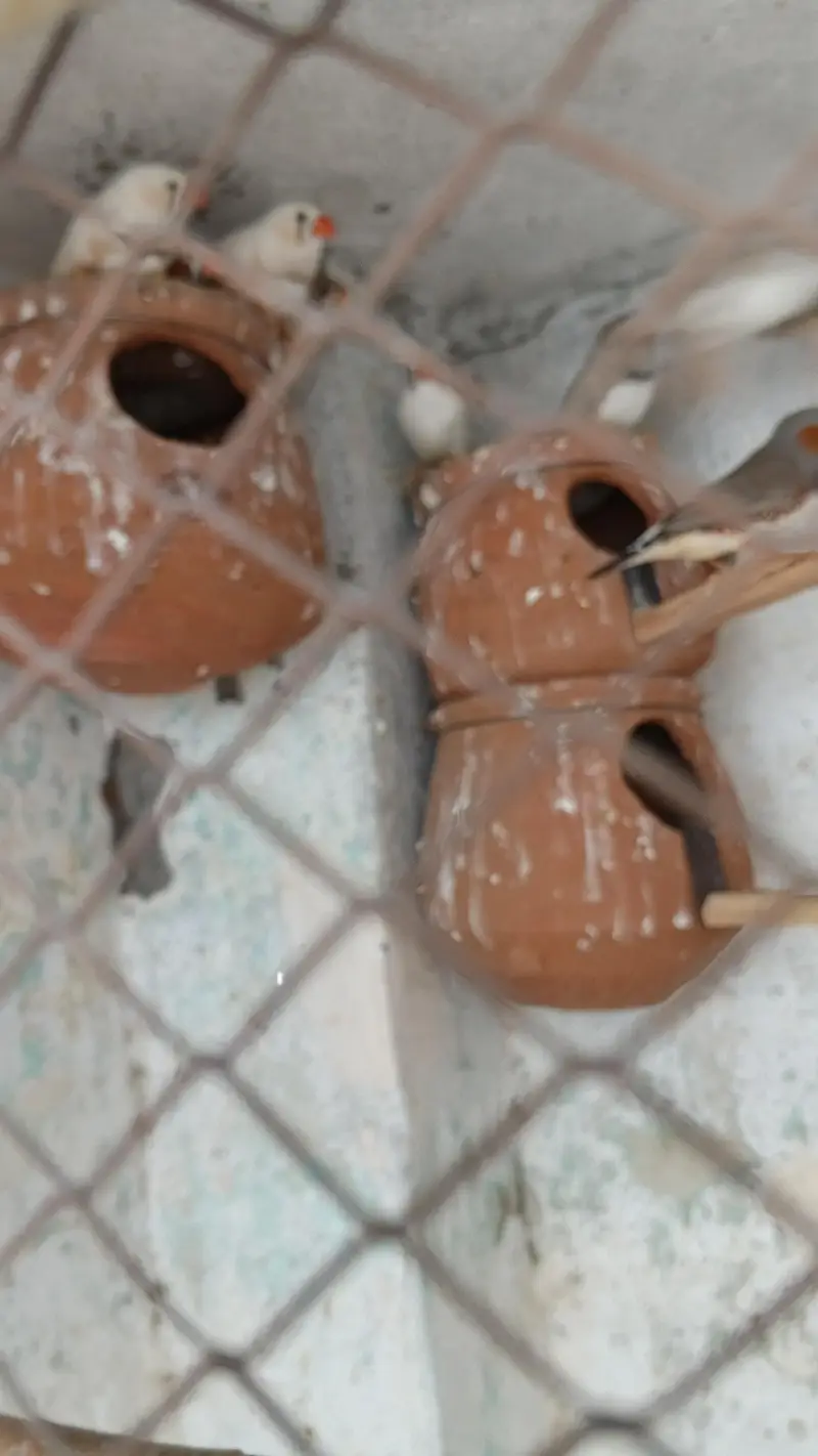 Zebra finches — photo 2