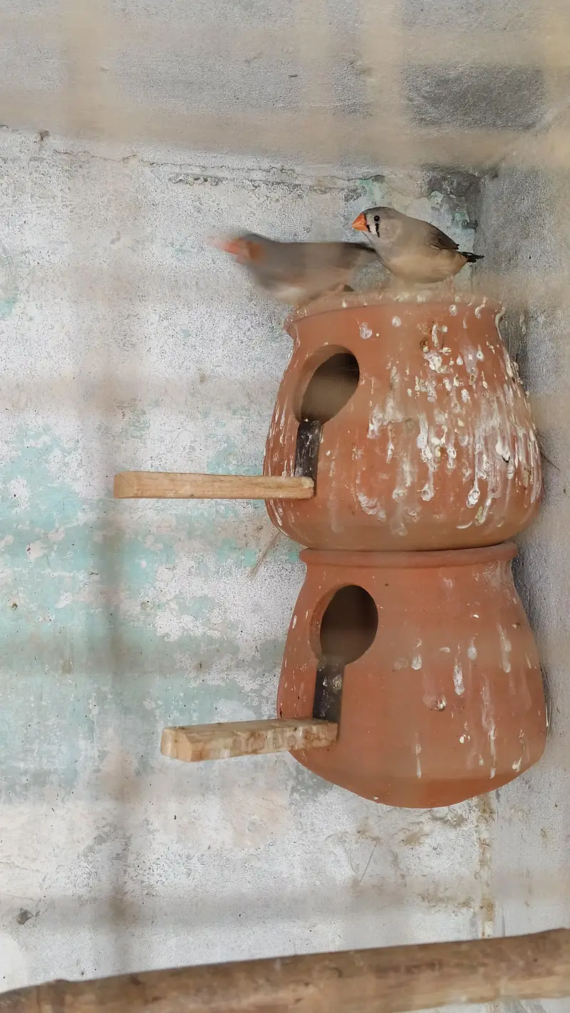 Zebra finches — photo 3