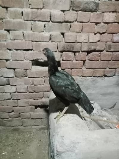 Aseel mushka murga mushki maadiyaan and white heera maadi