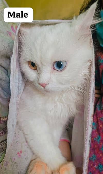 Persian cats for sale