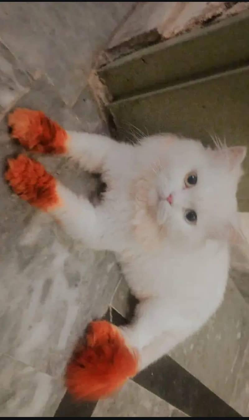 Persian cat lost 1