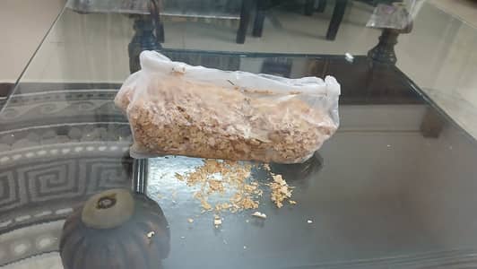 Birds Nesting Wood Shavings