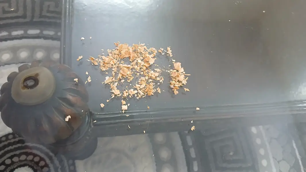 Birds Nesting Wood Shavings — photo 2