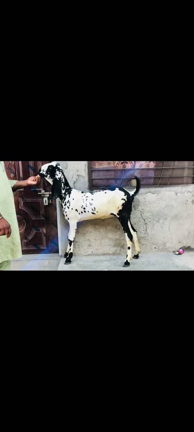 do female makhi cheeni Ghaban hay Kali dbbi khali hu