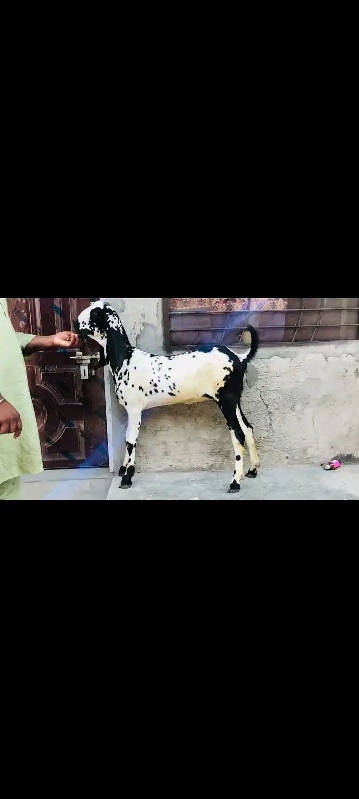 do female makhi cheeni Ghaban hay Kali dbbi khali hu — photo 2