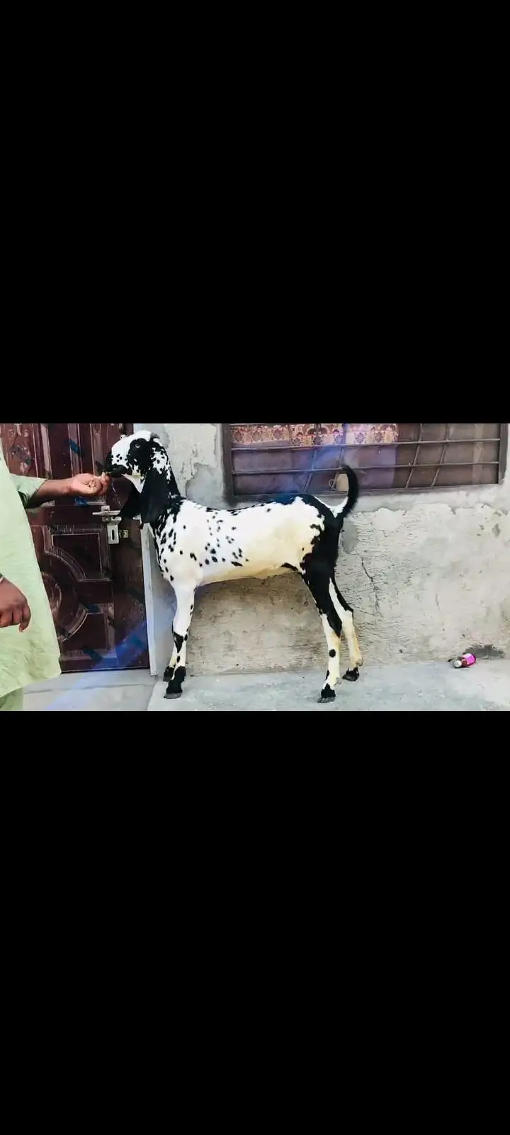 do female makhi cheeni Ghaban hay Kali dbbi khali hu — photo 4