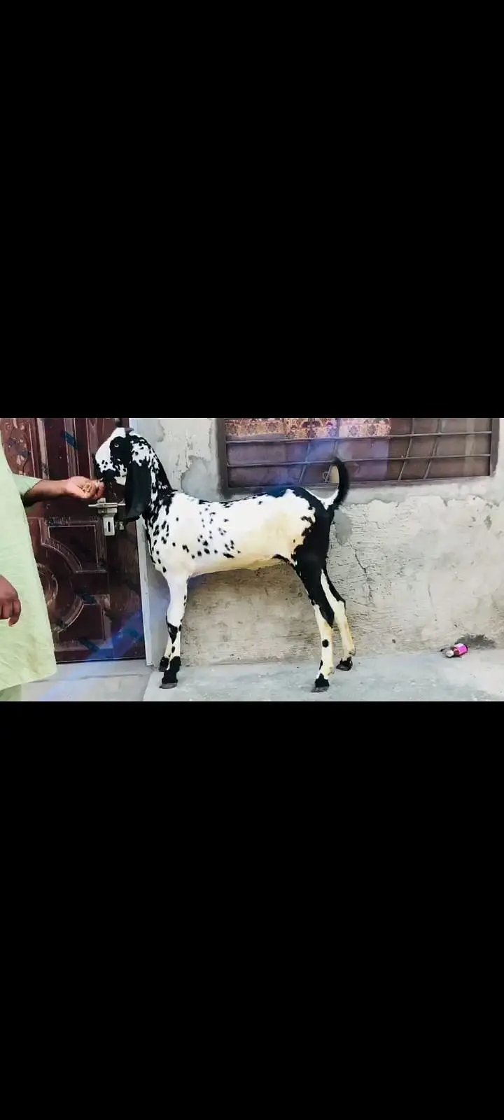 do female makhi cheeni Ghaban hay Kali dbbi khali hu — photo 5