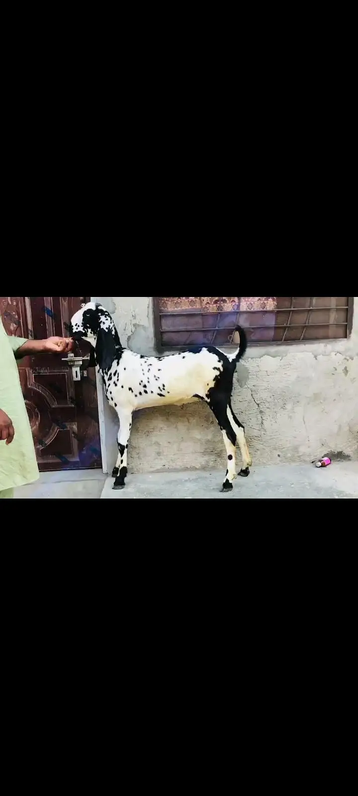 do female makhi cheeni Ghaban hay Kali dbbi khali hu — photo 6