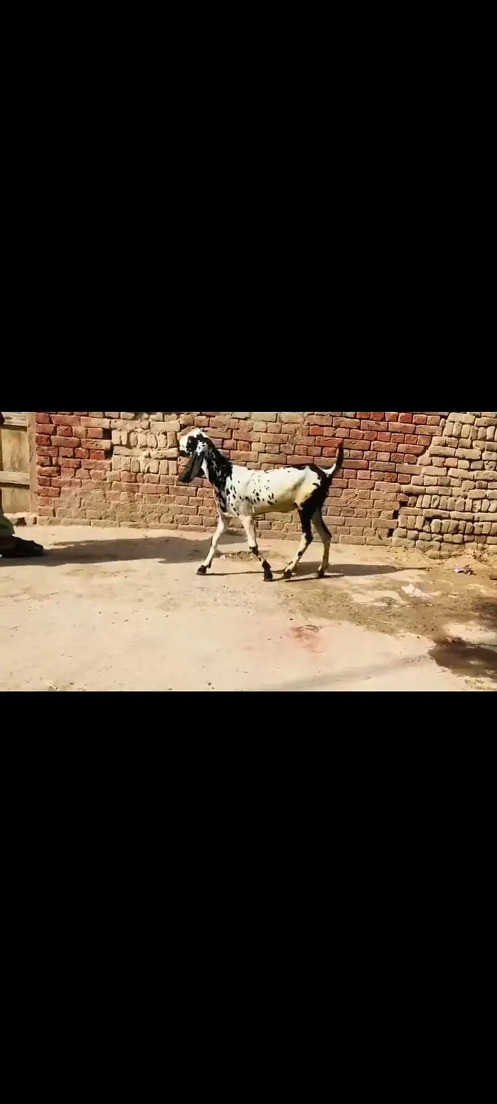 do female makhi cheeni Ghaban hay Kali dbbi khali hu — photo 7