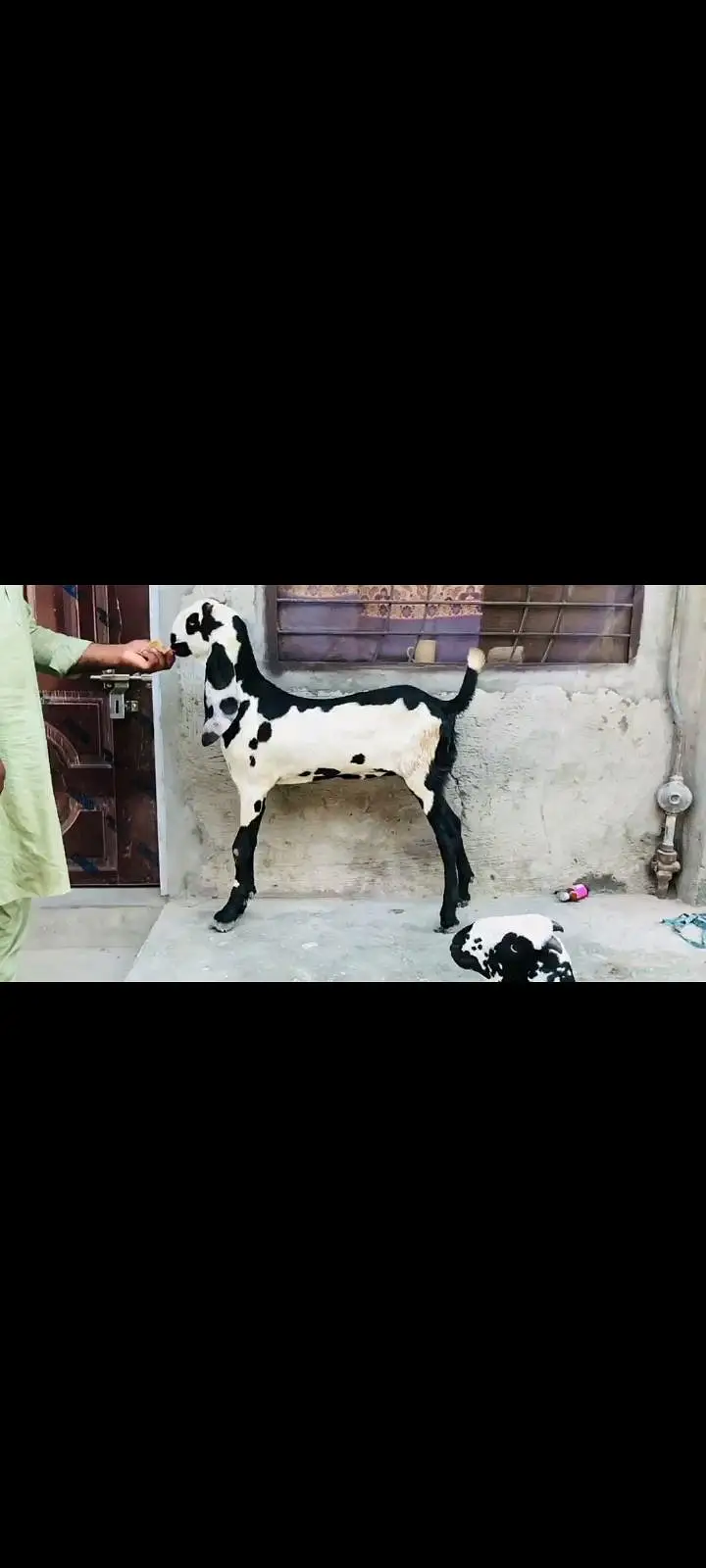 do female makhi cheeni Ghaban hay Kali dbbi khali hu — photo 8