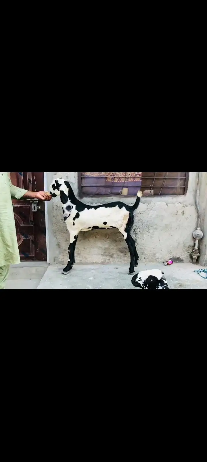 do female makhi cheeni Ghaban hay Kali dbbi khali hu — photo 9