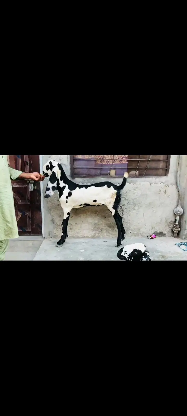 do female makhi cheeni Ghaban hay Kali dbbi khali hu — photo 10