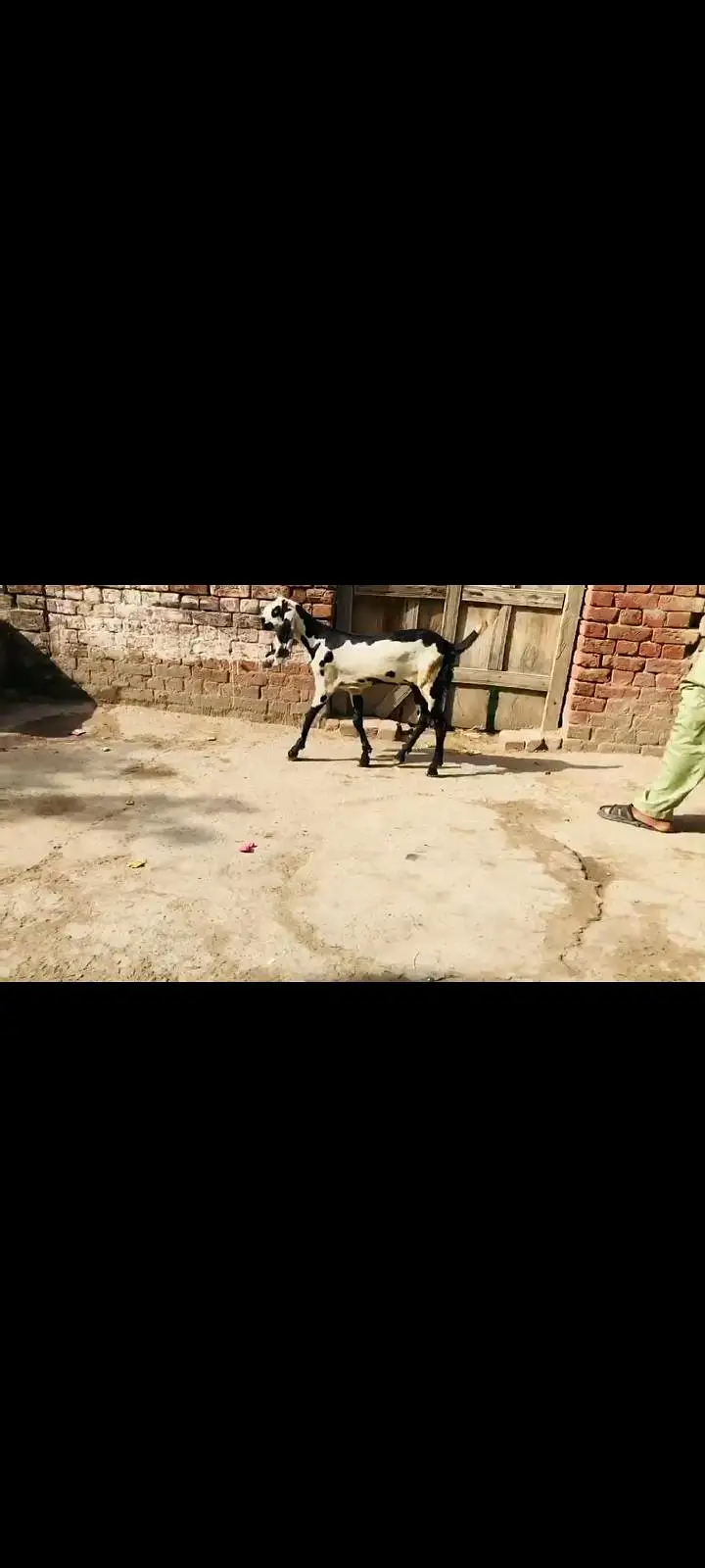 do female makhi cheeni Ghaban hay Kali dbbi khali hu — photo 11