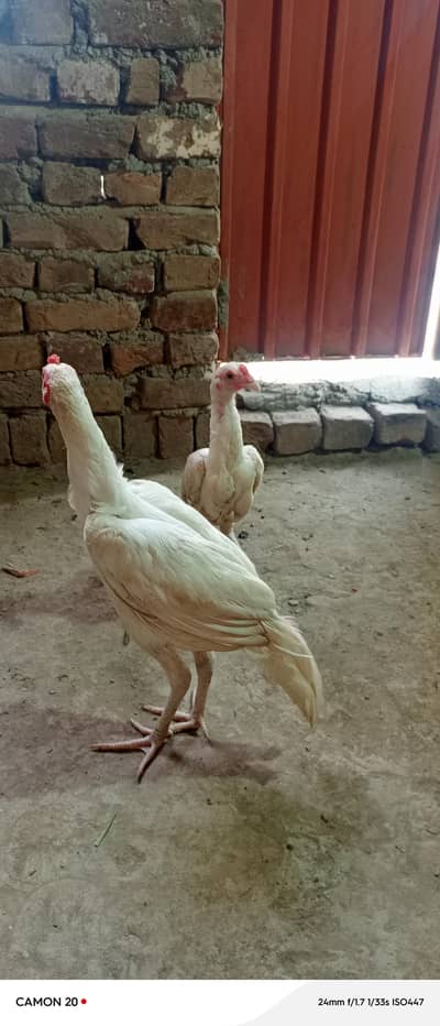 pure heera paper white 2 male chick ctive and healthy  white nok nali