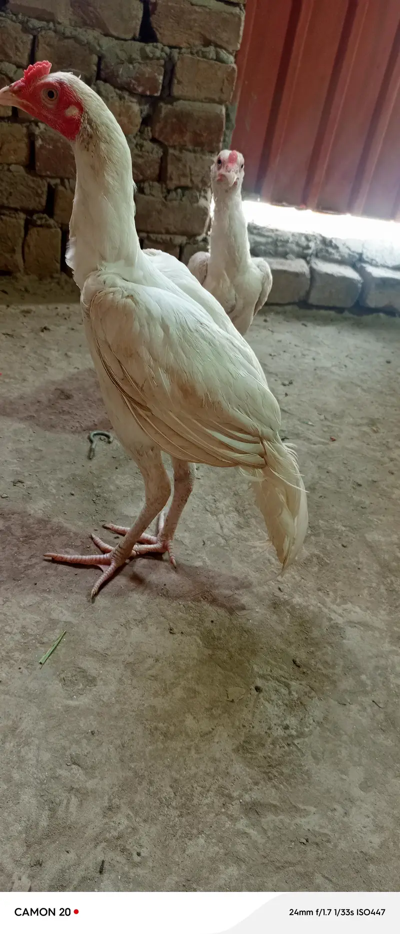 pure heera paper white 2 male chick ctive and healthy  white nok nali — photo 2