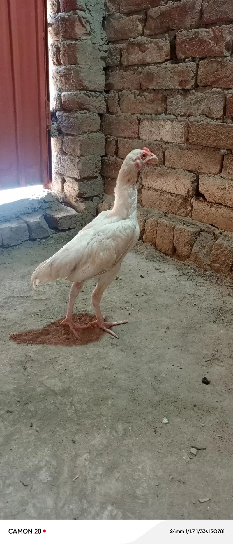 pure heera paper white 2 male chick ctive and healthy  white nok nali — photo 3