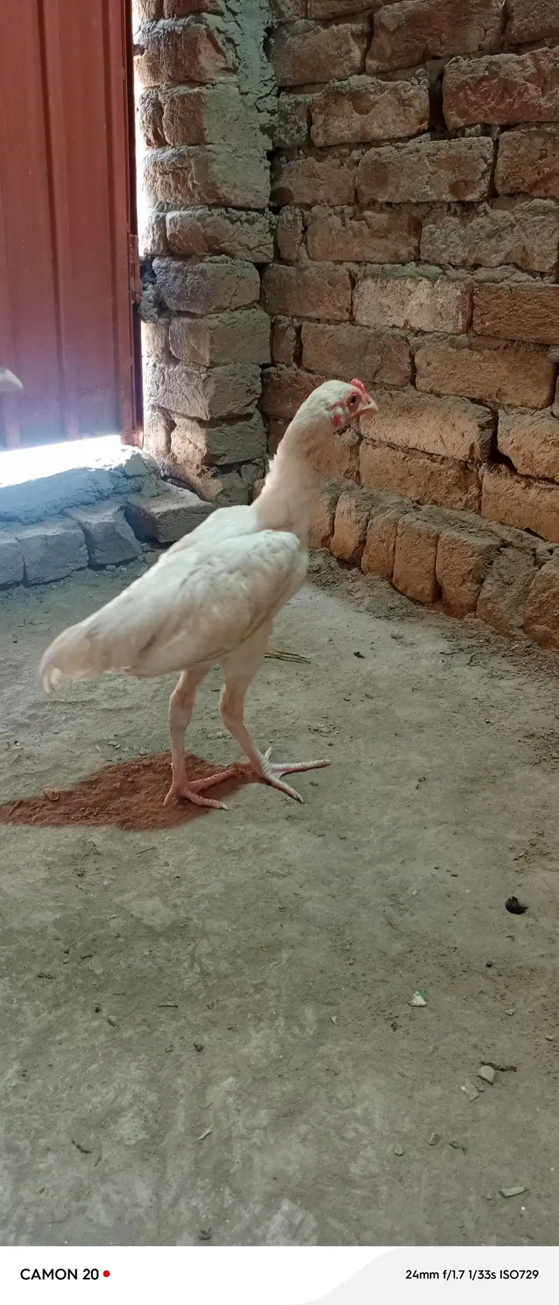 pure heera paper white 2 male chick ctive and healthy  white nok nali — photo 4