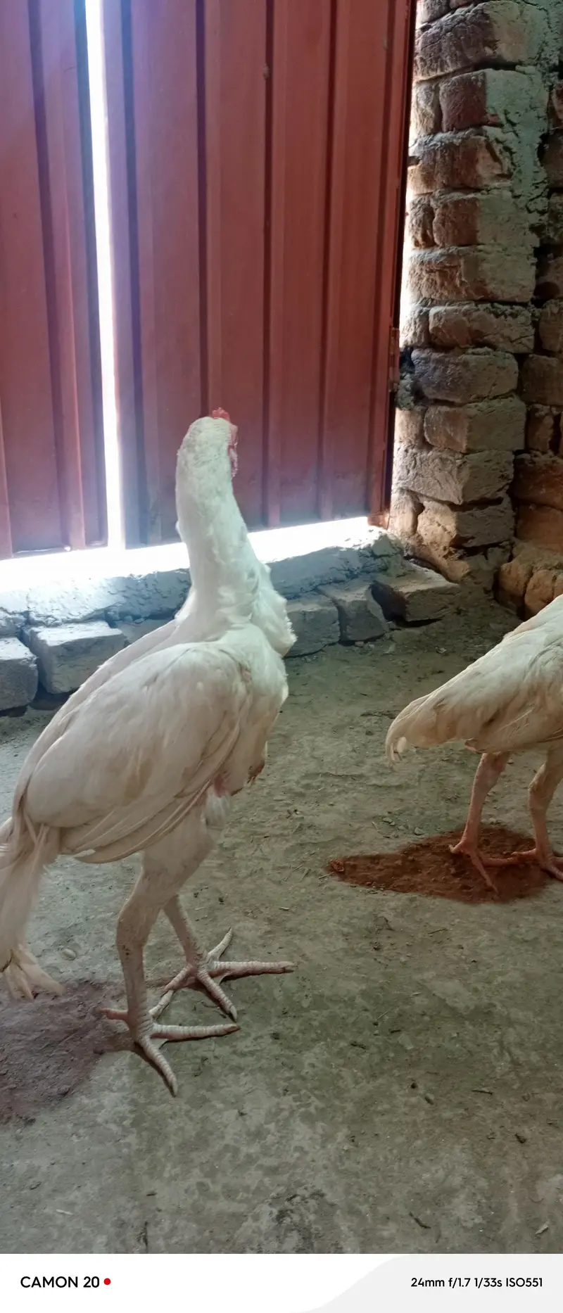 pure heera paper white 2 male chick ctive and healthy  white nok nali — photo 5