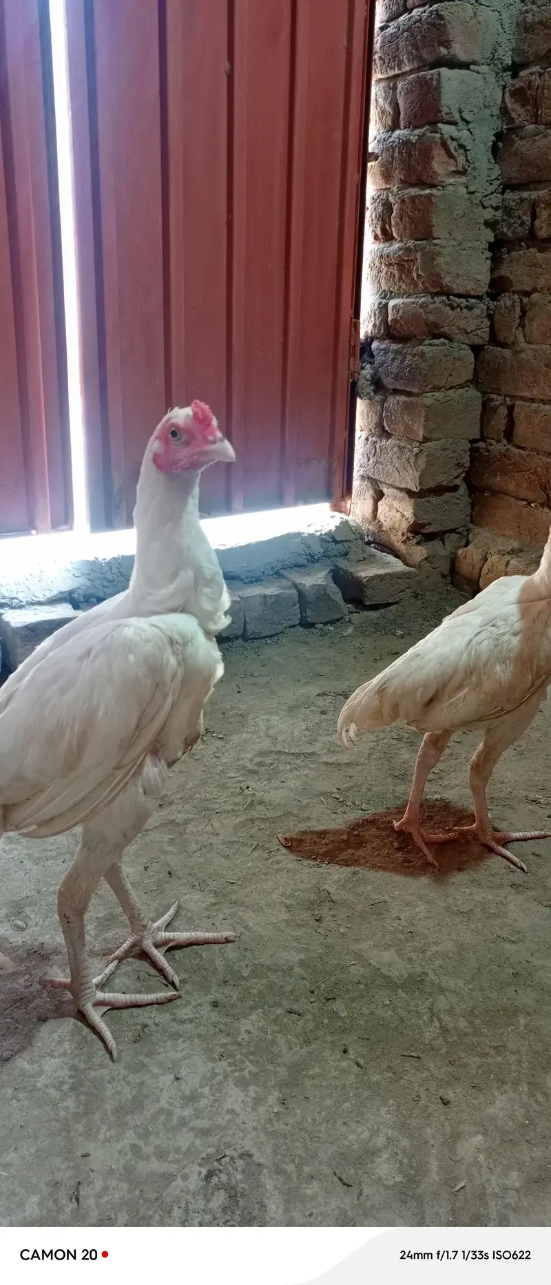 pure heera paper white 2 male chick ctive and healthy  white nok nali — photo 6