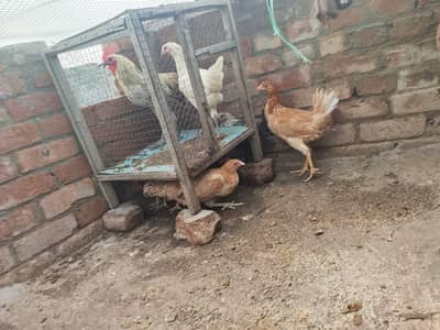 Gar ky phaly phatiya phaty sale