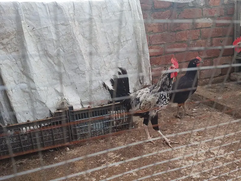 Gar ky phaly phatiya phaty sale — photo 3