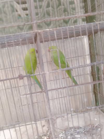 green ringneck parrots