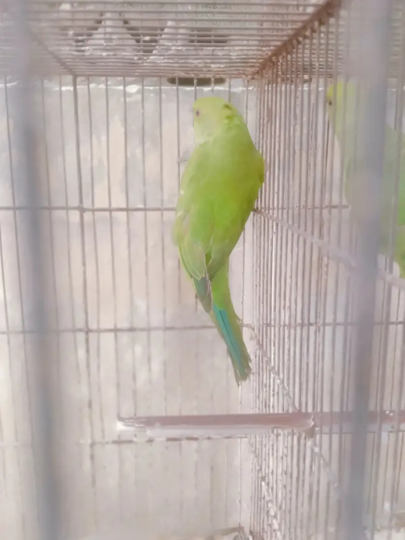 green ringneck parrots — photo 2