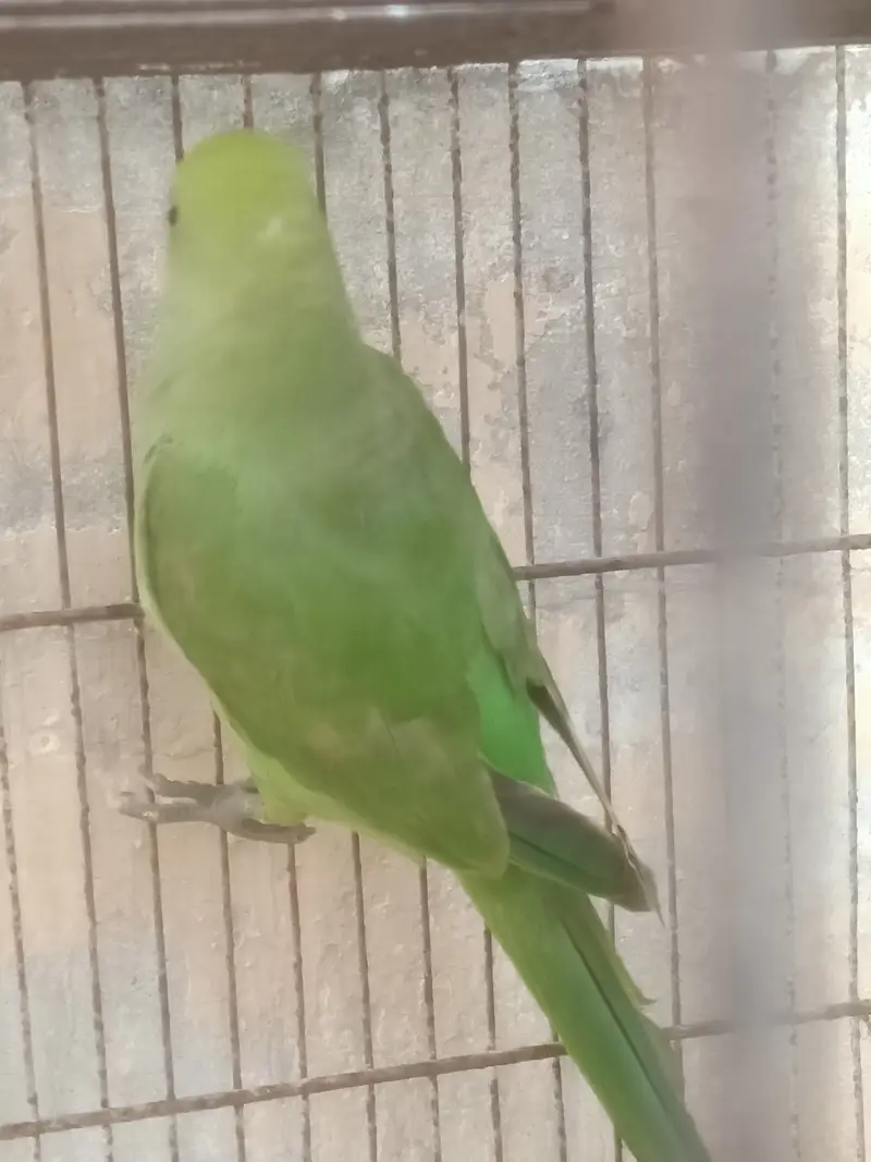 green ringneck parrots — photo 3