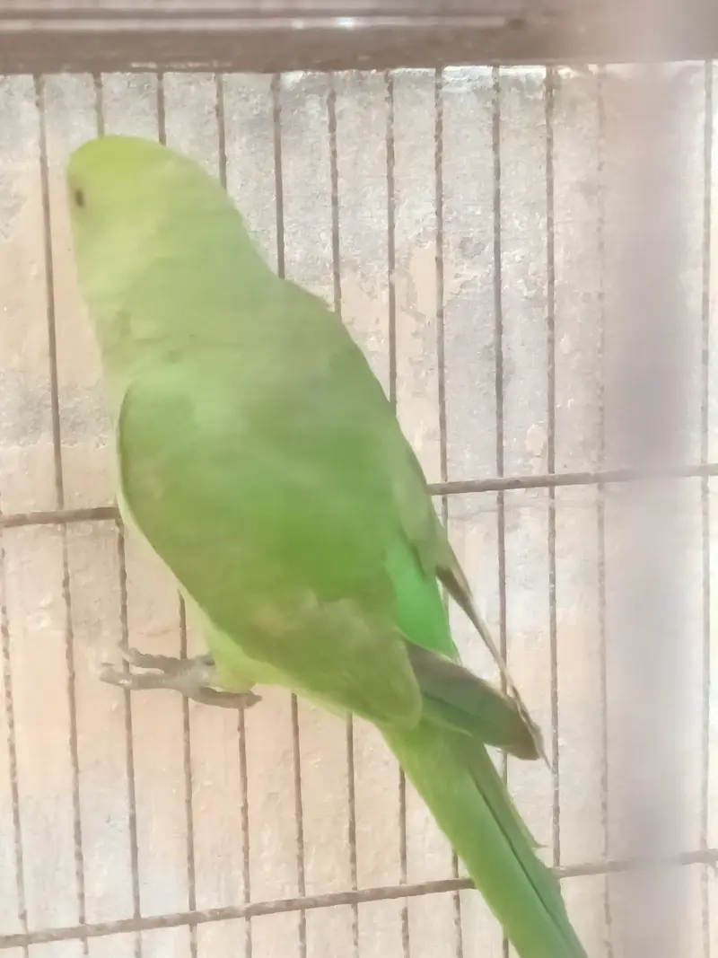 green ringneck parrots — photo 4