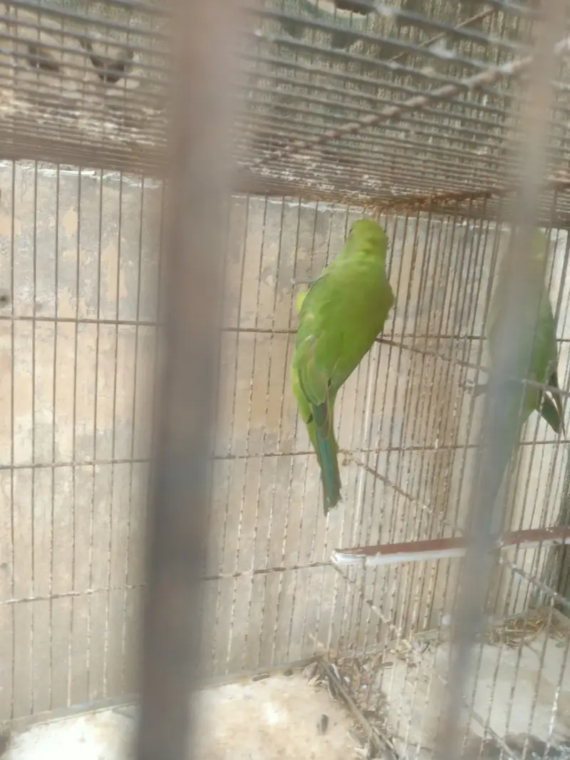 green ringneck parrots — photo 5