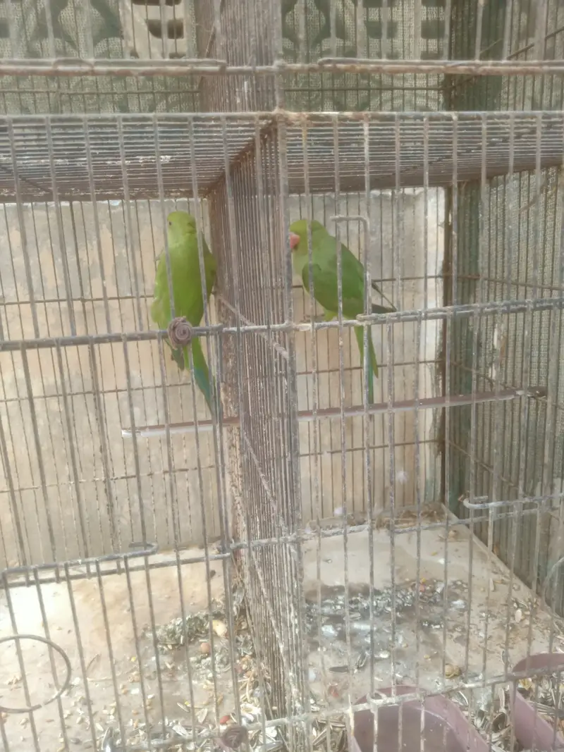 green ringneck parrots — photo 6