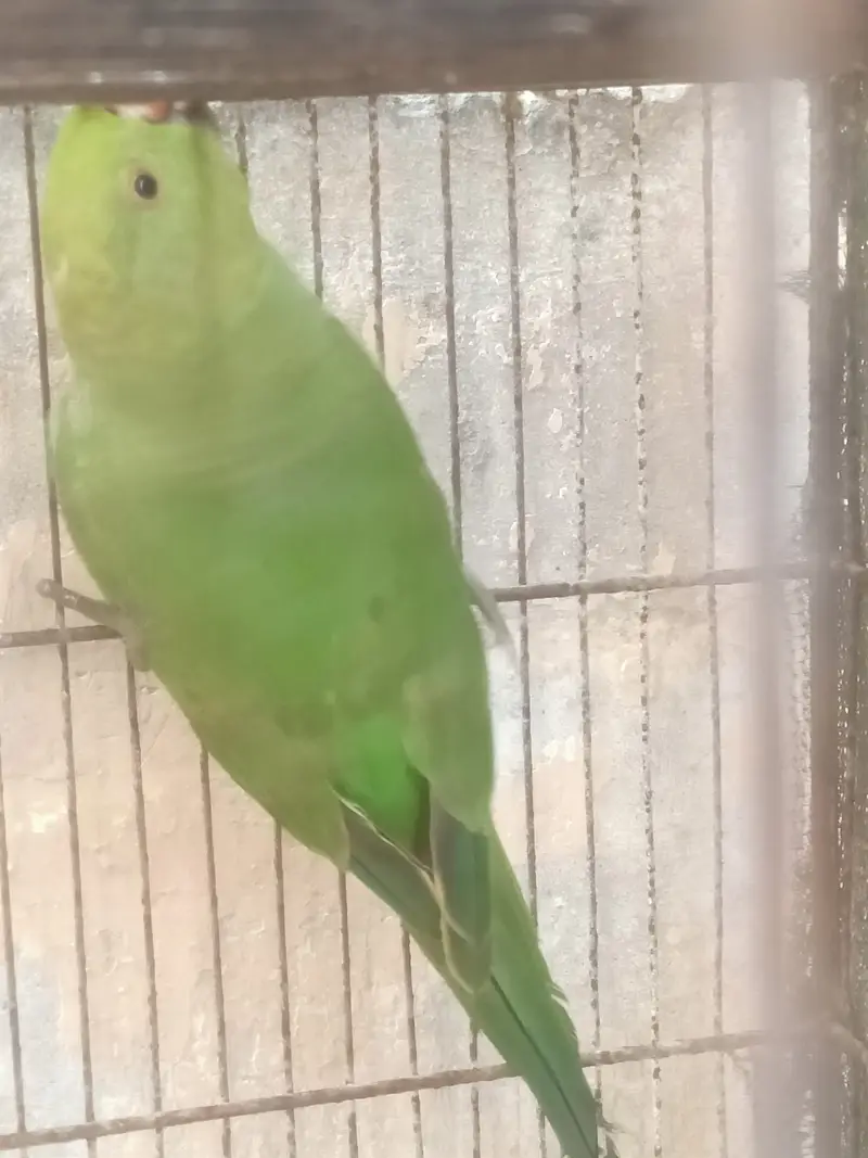 green ringneck parrots — photo 7