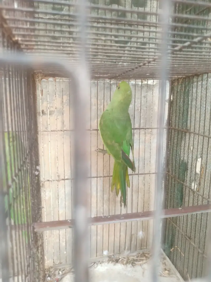 green ringneck parrots — photo 8