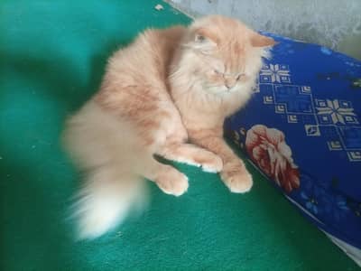 male cat