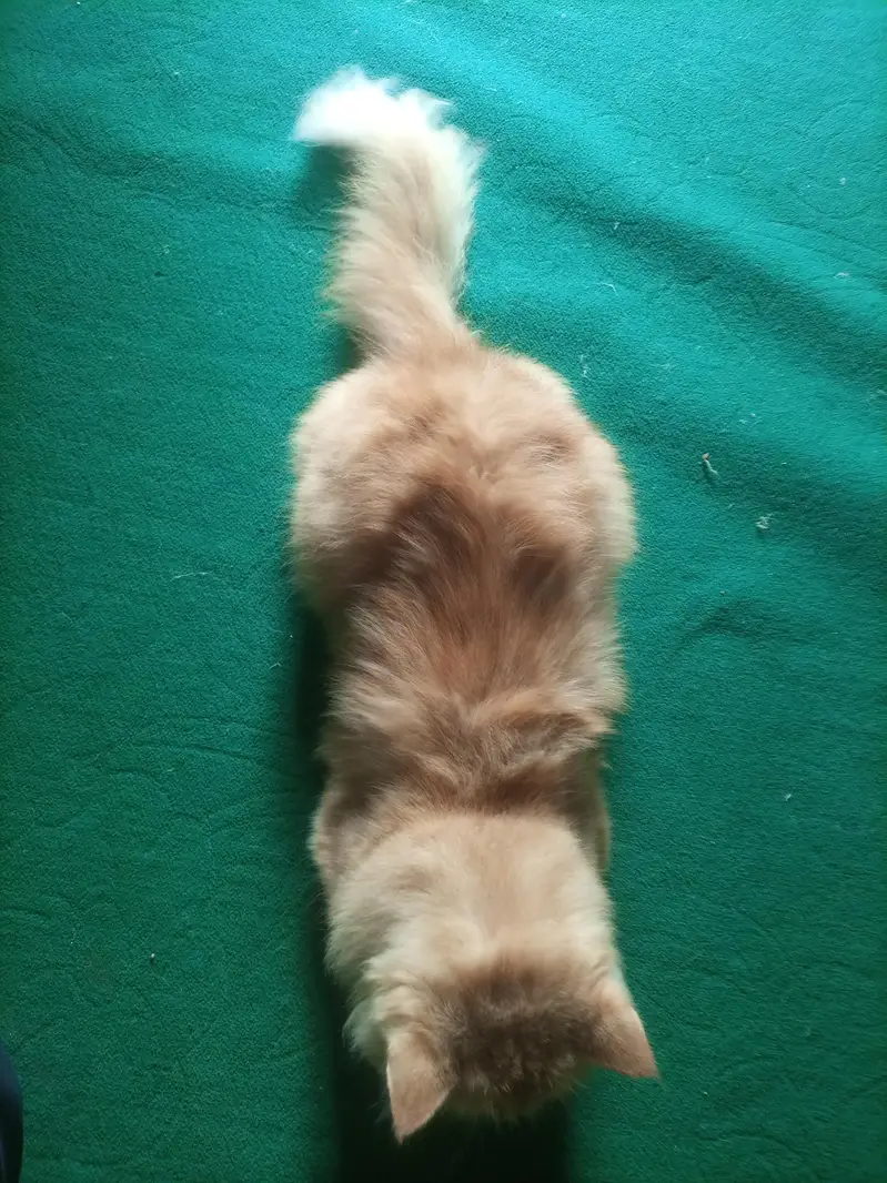 male cat — photo 2