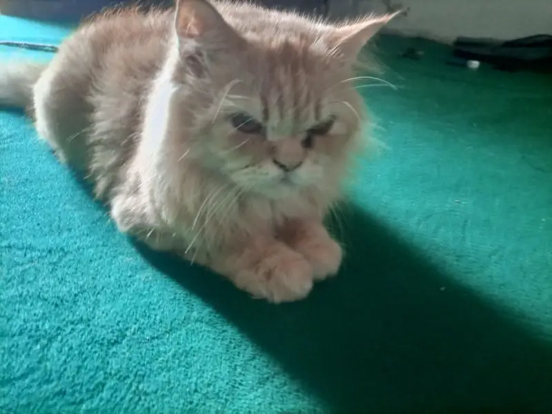 male cat — photo 3