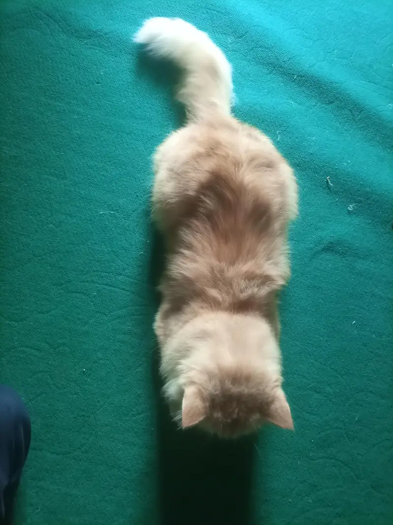 male cat — photo 4