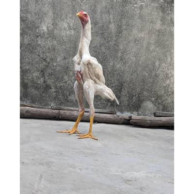 Aseel | white shamo pair | king shamo | patha | pathi