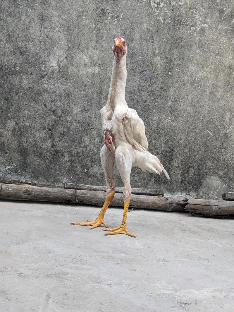 Aseel | white shamo pair | king shamo | patha | pathi — photo 2