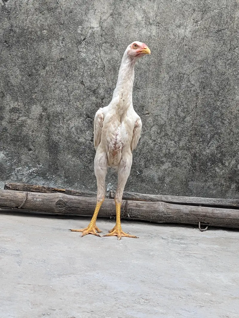 Aseel | white shamo pair | king shamo | patha | pathi — photo 4