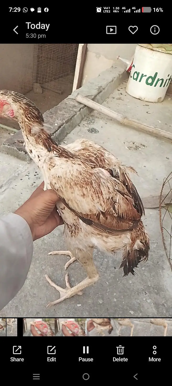 Quality Aseel females 8000 per piece — photo 3