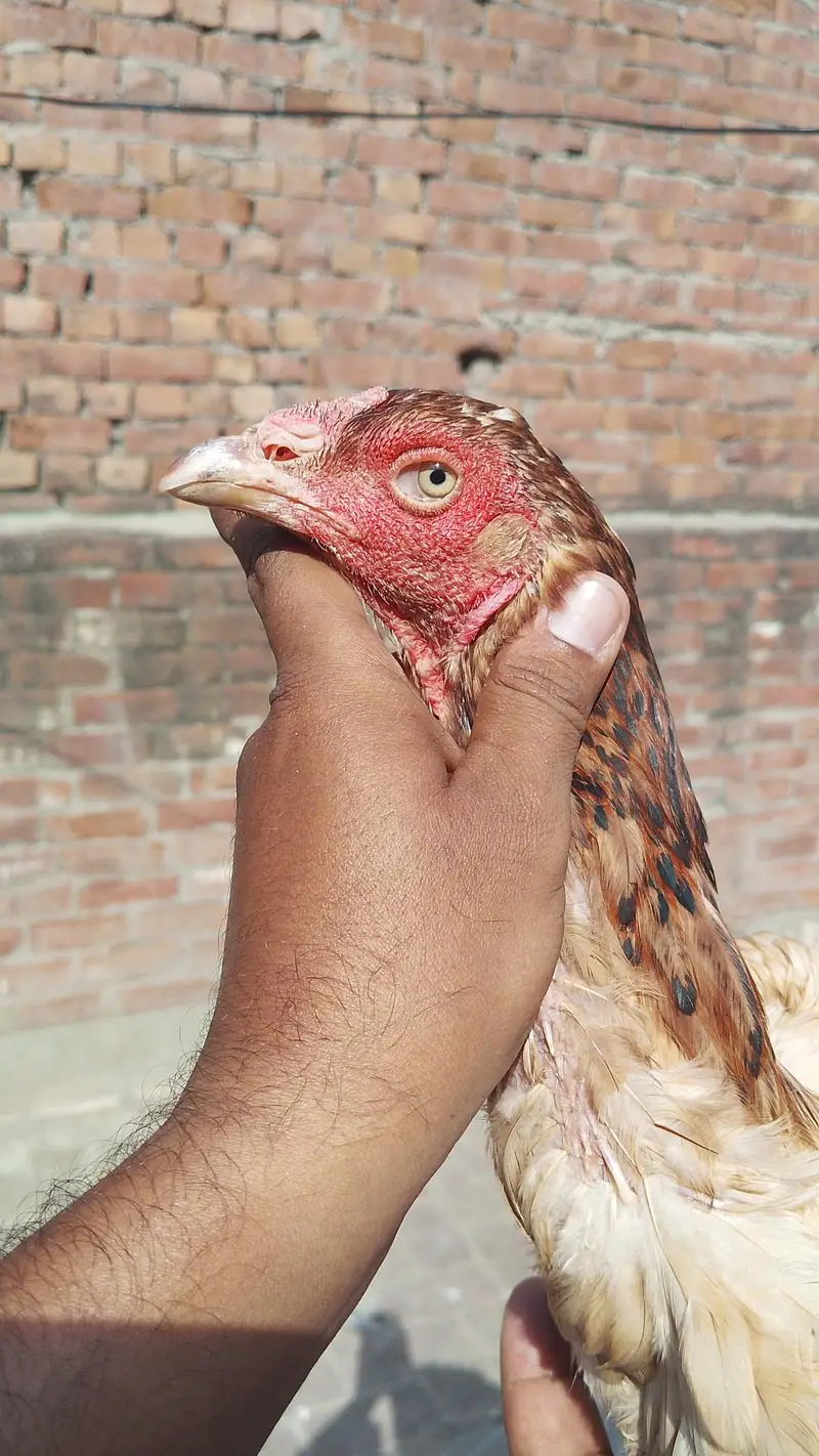 Quality Aseel females 8000 per piece — photo 4