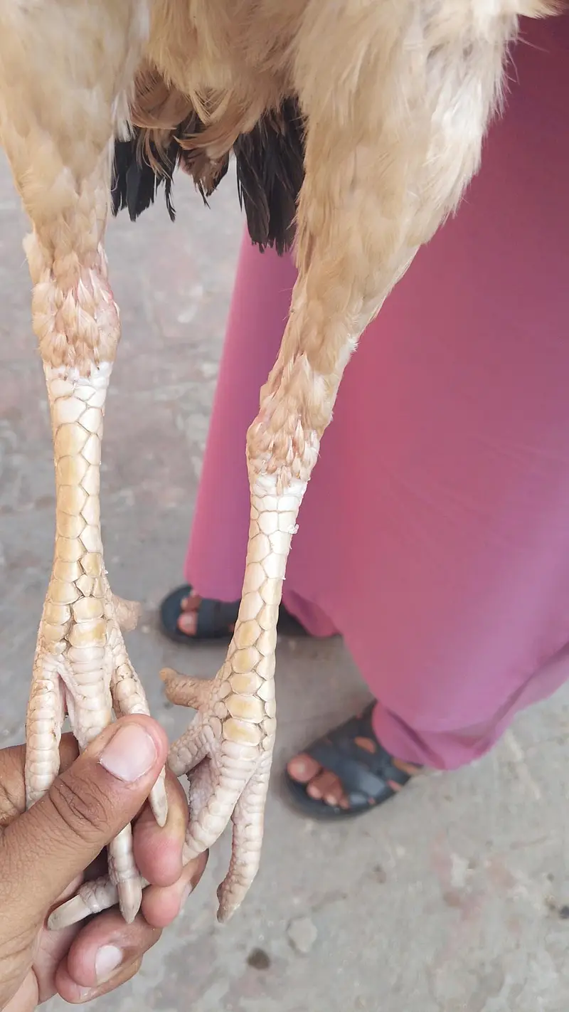 Quality Aseel females 8000 per piece — photo 5