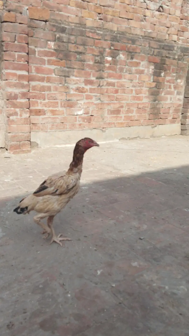 Quality Aseel females 8000 per piece — photo 6
