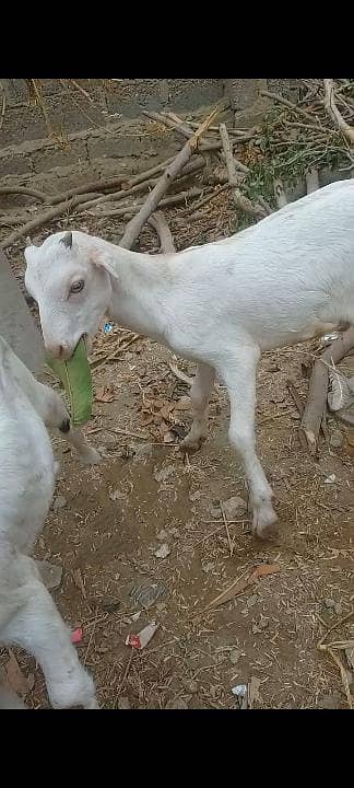 ٹیڈی بکری 0