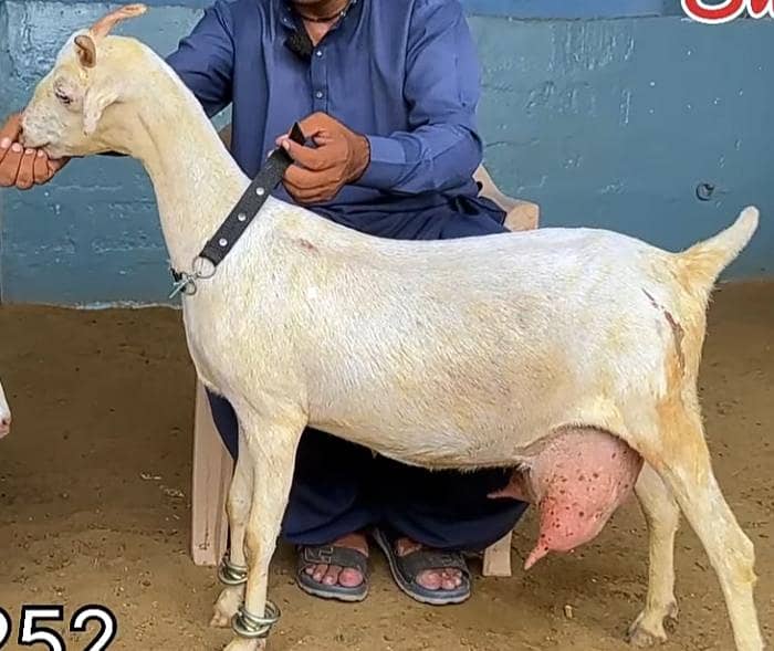 ٹیڈی بکری 1