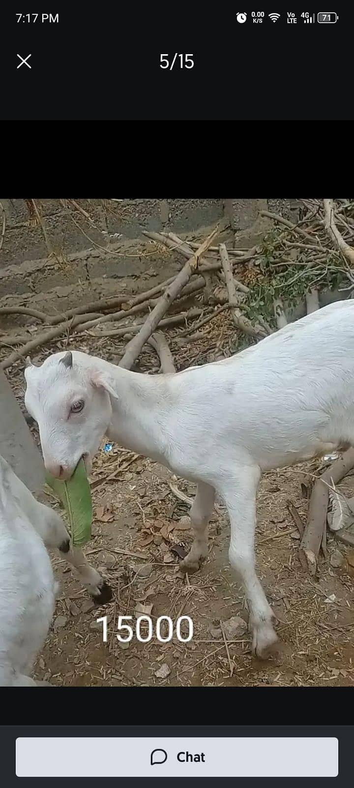ٹیڈی بکری 2