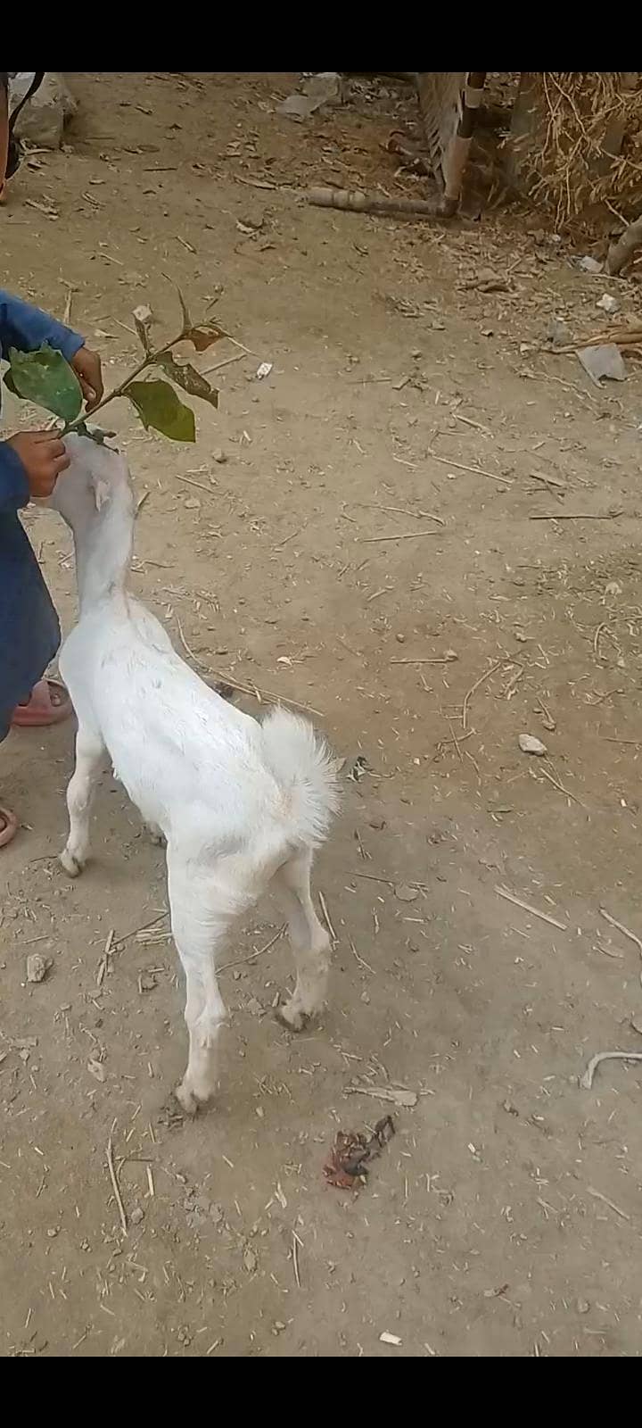 ٹیڈی بکری 3