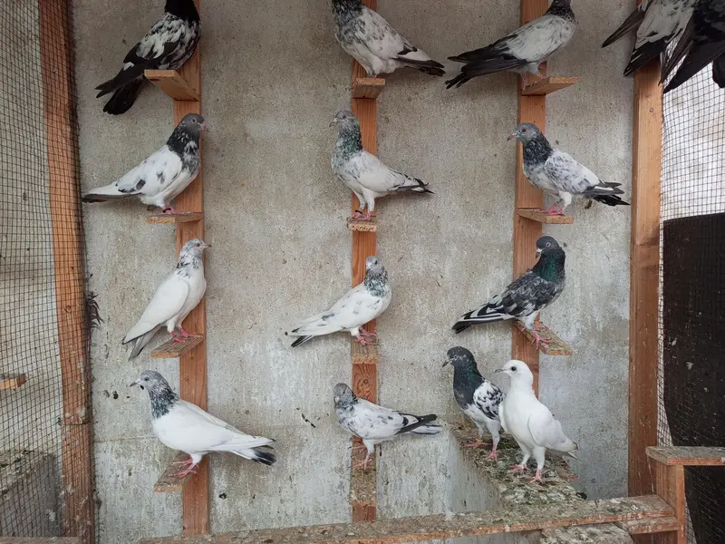 دھماکہ افر سیٹ اپ کلوز کرنے کی تیاری. 03333114932 — photo 3