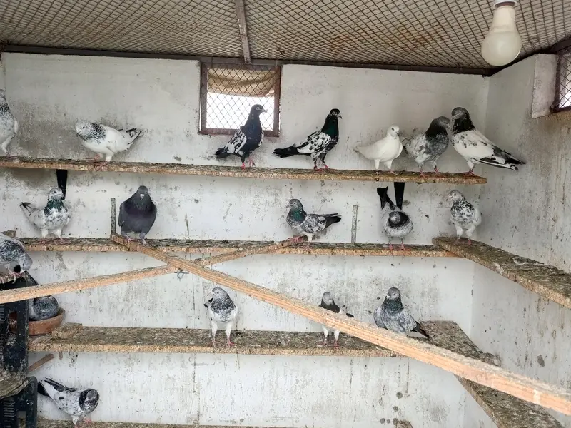 دھماکہ افر سیٹ اپ کلوز کرنے کی تیاری. 03333114932 — photo 4